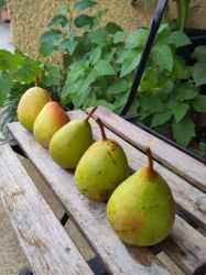 Picture of Bio-Birnen  1 kg
