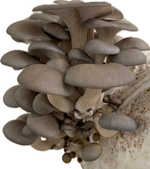 Picture of Pilze Austernseitling 200g