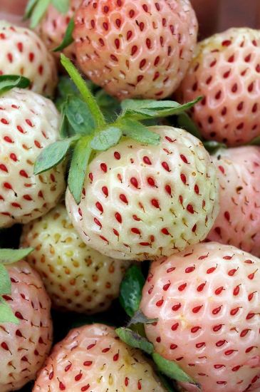 Bild von Weiße Erdbeeren