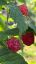 Picture of Himbeeren 150g