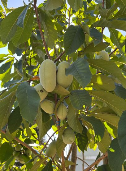 Bild von Indianerbananen (Paupau, Pawpaw)